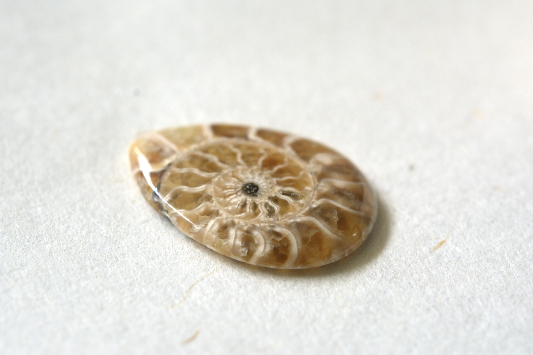 アンモナイト 化石【3】ルース・カボション（26.5×19.5mm）