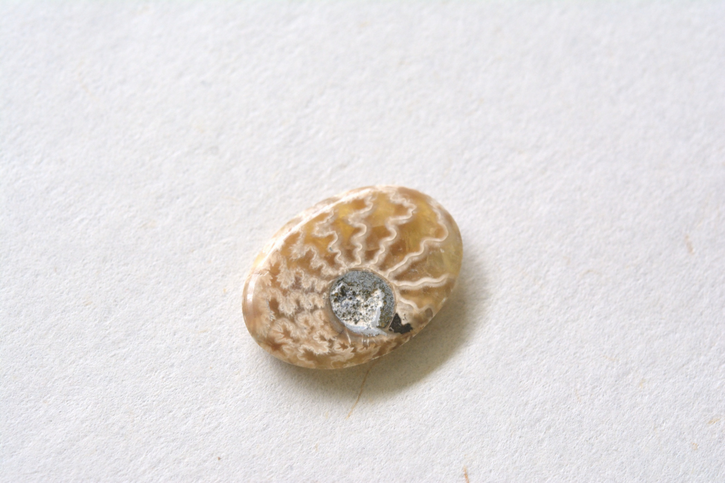 アンモナイト 化石【9】ルース・カボション（26.5×19mm）