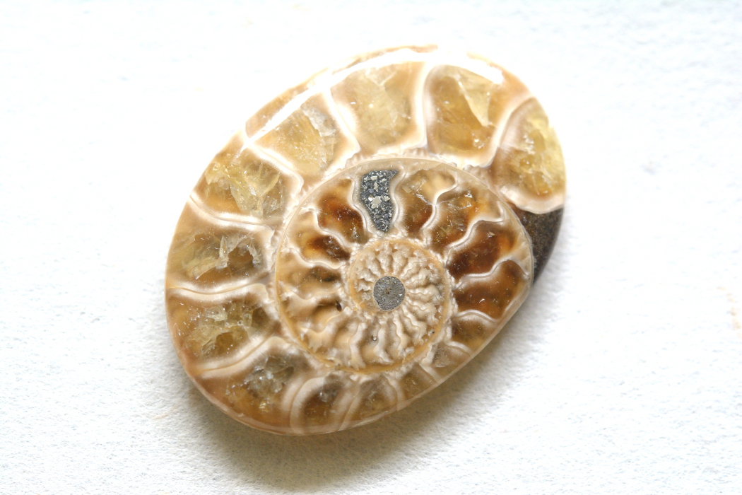 アンモナイト 化石【11】ルース・カボション（29.5×21.5mm）