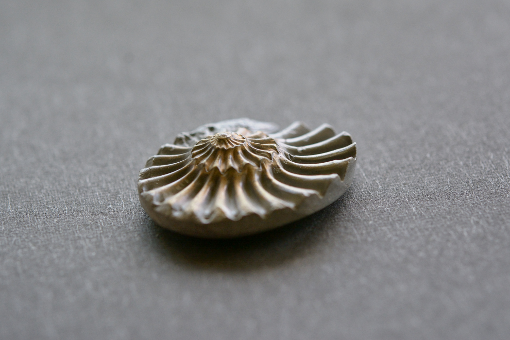 アンモナイト 化石【13】ルース・カボション（24.5×19.5mm）