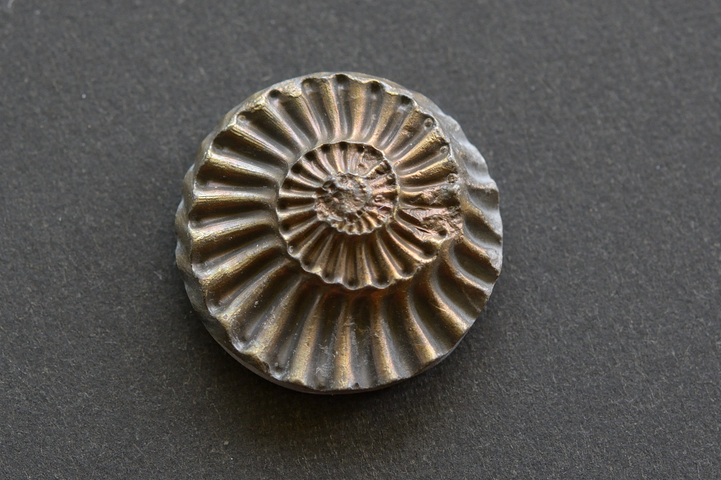 アンモナイト 化石【15】ルース・カボション（20×19.5mm）