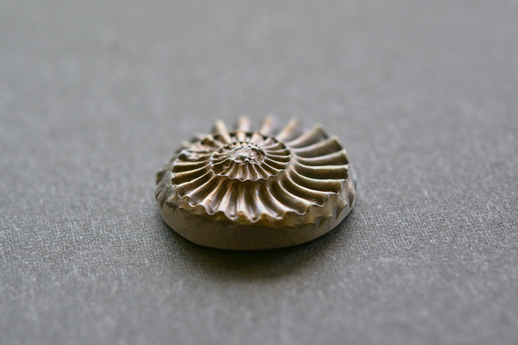 アンモナイト 化石【15】ルース・カボション（20×19.5mm）