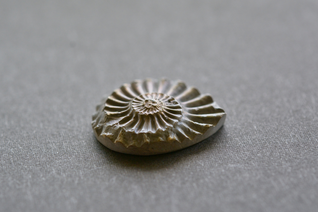 アンモナイト 化石【16】ルース・カボション（23×19.5mm）